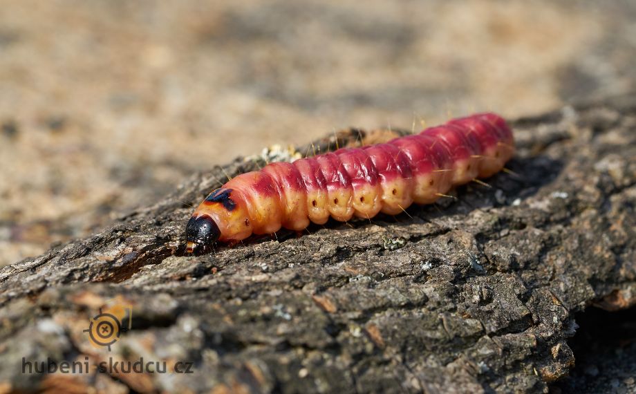 drvopleň - larva(2)